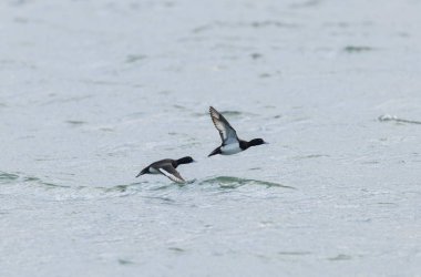 Tufted Duck Aythya fuligula yüzüyor ya da Ren, Alsace, Doğu Fransa üzerinde uçuyor