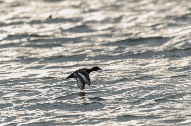 Tufted Duck Aythya fuligula yüzüyor ya da Ren, Alsace, Doğu Fransa üzerinde uçuyor