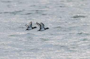 Tufted Duck Aythya fuligula yüzüyor ya da Ren, Alsace, Doğu Fransa üzerinde uçuyor