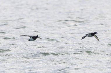 Tufted Duck Aythya fuligula yüzüyor ya da Ren, Alsace, Doğu Fransa üzerinde uçuyor