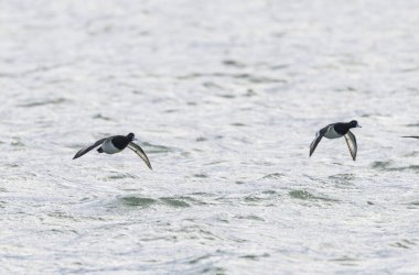 Tufted Duck Aythya fuligula yüzüyor ya da Ren, Alsace, Doğu Fransa üzerinde uçuyor