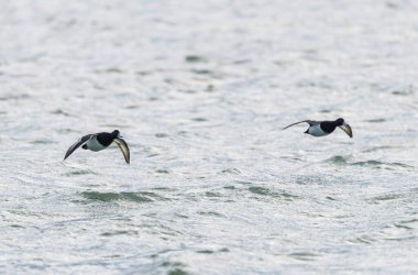 Tufted Duck Aythya fuligula yüzüyor ya da Ren, Alsace, Doğu Fransa üzerinde uçuyor