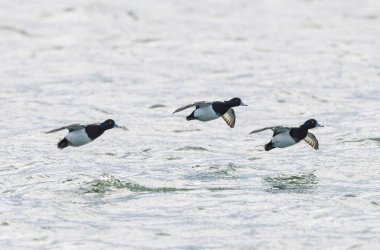 Tufted Duck Aythya fuligula yüzüyor ya da Ren, Alsace, Doğu Fransa üzerinde uçuyor