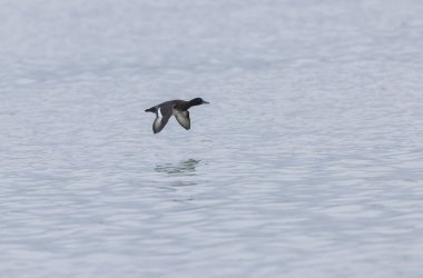 Tufted Duck Aythya fuligula yüzüyor ya da Ren, Alsace, Doğu Fransa üzerinde uçuyor