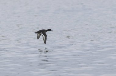 Tufted Duck Aythya fuligula yüzüyor ya da Ren, Alsace, Doğu Fransa üzerinde uçuyor