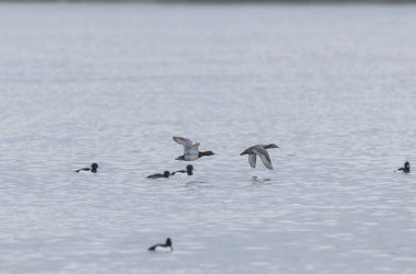 Tufted Duck Aythya fuligula yüzüyor ya da Ren, Alsace, Doğu Fransa üzerinde uçuyor