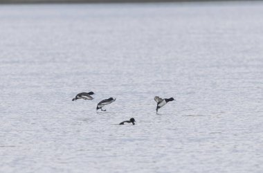 Tufted Duck Aythya fuligula swimming on or flying over the Rhine, Alsace, Eastern France clipart