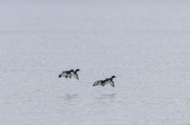 Tufted Duck Aythya fuligula yüzüyor ya da Ren, Alsace, Doğu Fransa üzerinde uçuyor