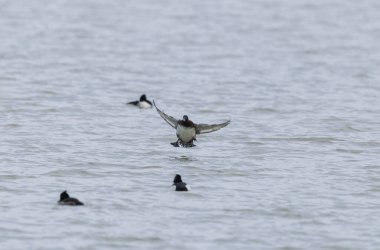 Tufted Duck Aythya fuligula yüzüyor ya da Ren, Alsace, Doğu Fransa üzerinde uçuyor