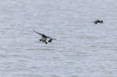 Tufted Duck Aythya fuligula yüzüyor ya da Ren, Alsace, Doğu Fransa üzerinde uçuyor