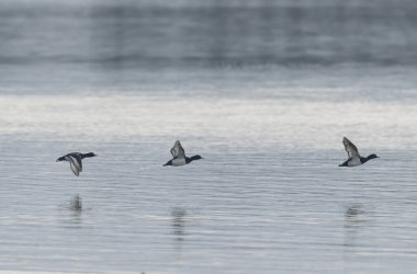 Tufted Duck Aythya fuligula yüzüyor ya da Ren, Alsace, Doğu Fransa üzerinde uçuyor