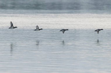 Tufted Duck Aythya fuligula yüzüyor ya da Ren, Alsace, Doğu Fransa üzerinde uçuyor