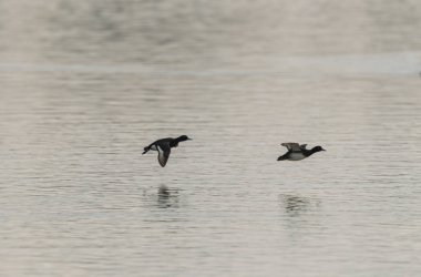 Tufted Duck Aythya fuligula yüzüyor ya da Ren, Alsace, Doğu Fransa üzerinde uçuyor