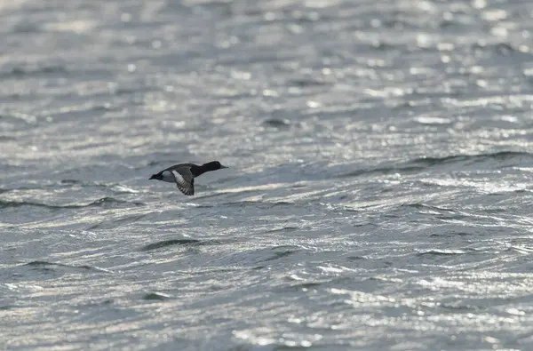 Tufted Duck Aythya fuligula yüzüyor ya da Ren, Alsace, Doğu Fransa üzerinde uçuyor