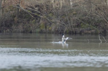 Ren 'de kış boyunca yaygın Merganser