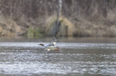 Common Merganser during winter on the Rhine clipart