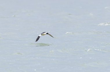 Common Merganser during winter on the Rhine clipart