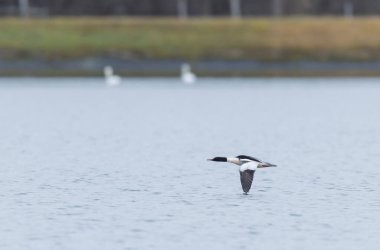 Common Merganser during winter on the Rhine clipart