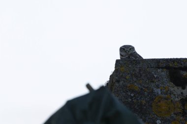 Çiftlikteki küçük baykuş Athene noctua