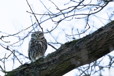 Çiftlikteki küçük baykuş Athene noctua
