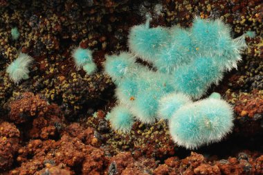 Laurion, Kamariza, Yunanistan 'dan Limonit Üzerine Rosasite Kaynağı