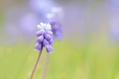 Baharın başında bahçede açan muskariler