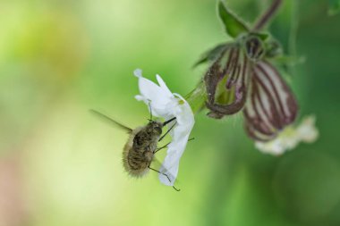 Büyük arı sineği Bombylius major baharın başlarında uçuyor.
