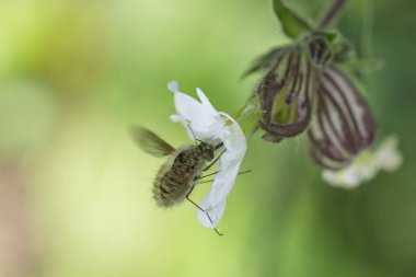 Büyük arı sineği Bombylius major baharın başlarında uçuyor.