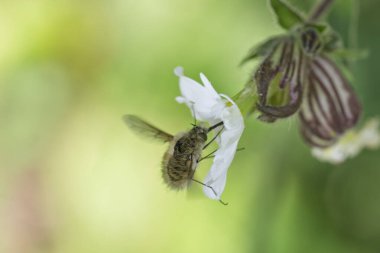 Büyük arı sineği Bombylius major baharın başlarında uçuyor.