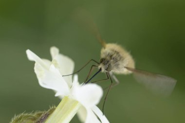 Büyük arı sineği Bombylius major baharın başlarında uçuyor.