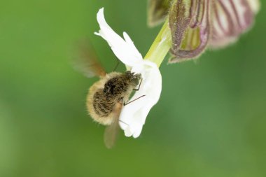 Büyük arı sineği Bombylius major baharın başlarında uçuyor.