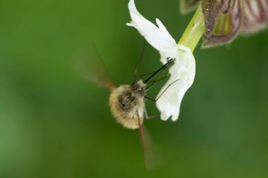 Büyük arı sineği Bombylius major baharın başlarında uçuyor.