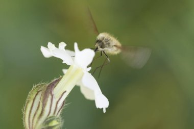 Büyük arı sineği Bombylius major baharın başlarında uçuyor.