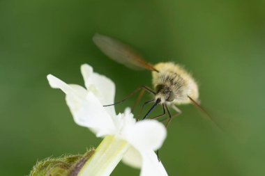 Büyük arı sineği Bombylius major baharın başlarında uçuyor.