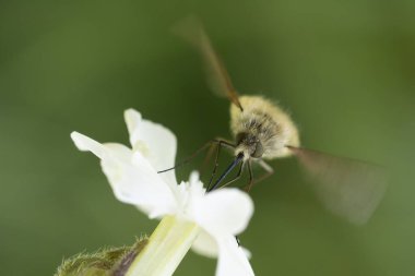 Büyük arı sineği Bombylius major baharın başlarında uçuyor.