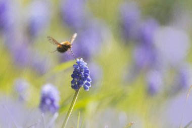 Orta Arı Sineği Bombylius Medius baharın başında uçuyor