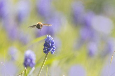 Orta Arı Sineği Bombylius Medius baharın başında uçuyor