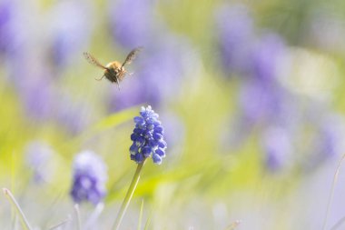 Orta Arı Sineği Bombylius Medius baharın başında uçuyor