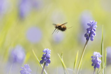Orta Arı Sineği Bombylius Medius baharın başında uçuyor