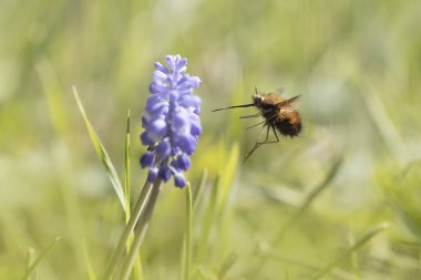 Orta Arı Sineği Bombylius Medius baharın başında uçuyor