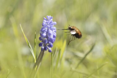 Orta Arı Sineği Bombylius Medius baharın başında uçuyor