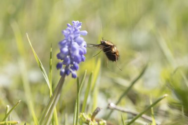 Orta Arı Sineği Bombylius Medius baharın başında uçuyor