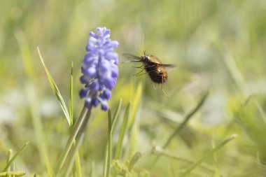 Orta Arı Sineği Bombylius Medius baharın başında uçuyor