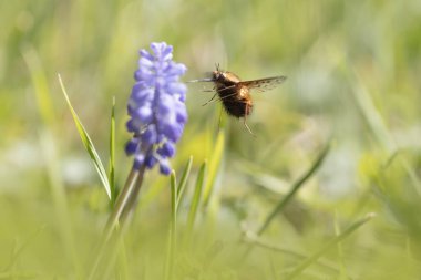 Orta Arı Sineği Bombylius Medius baharın başında uçuyor