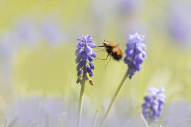 Orta Arı Sineği Bombylius Medius baharın başında uçuyor