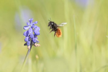 Avrupa meyve bahçesi arısı Osmia Cornuta Muscaris üzerinde uçuyor.