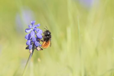 Avrupa meyve bahçesi arısı Osmia Cornuta Muscaris üzerinde uçuyor.
