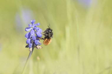 Avrupa meyve bahçesi arısı Osmia Cornuta Muscaris üzerinde uçuyor.
