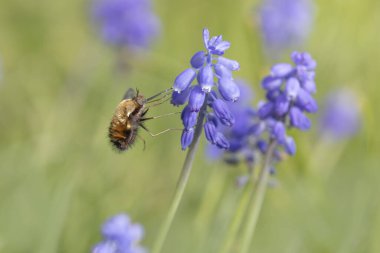 Orta Arı Sineği Bombylius Medius baharın başında uçuyor