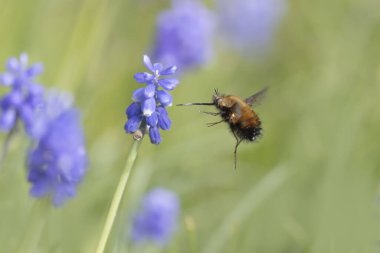Orta Arı Sineği Bombylius Medius baharın başında uçuyor